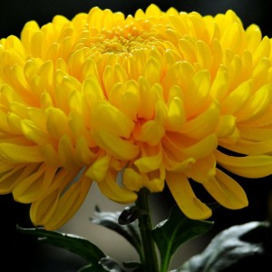 Хризантема Мираж (Крупноцветковая/Желтая)