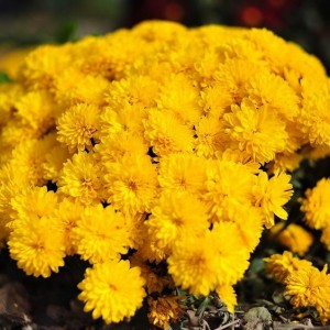 Хризантема Солнышко (Мультифлора/Желтая)