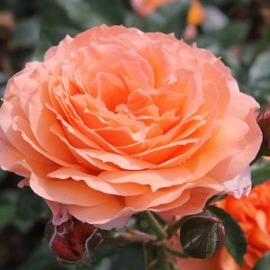 Саженец чайно-гибридной розы Бельведе (Belvedere)