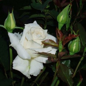 Роза Бианка(чайно-гибридная)