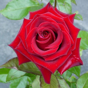 Роза Черная магия(чайно-гибридная)