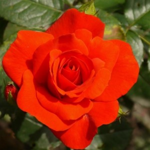Роза Чин-Чин (флорибунда)