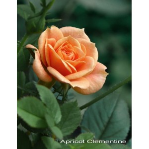 Роза Clementinte (Клементина) (спрей)