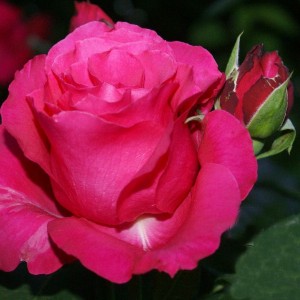 Роза Джиральдо(чайно-гибридная)