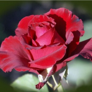 Саженец чайно-гибридной розы Эротика (Erotika)
