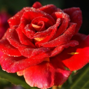 Роза Фидибус(чайно-гибридная)