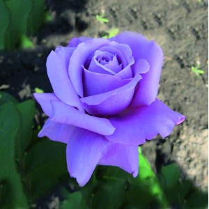 Роза Голубой Нил(чайно-гибридная)