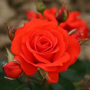 Роза Корас (флорибунда)