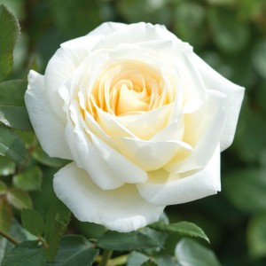 Роза Крем де ля крем (флорибунда)