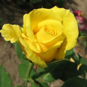 Роза Ландора(чайно-гибридная)