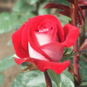 Роза Латин Леди(чайно-гибридная)