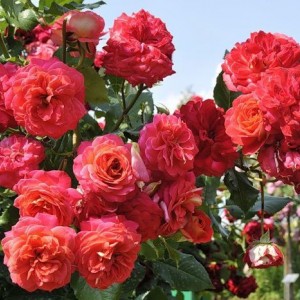 Саженец розы флорибунды Мидсаммер (Midsummer)
