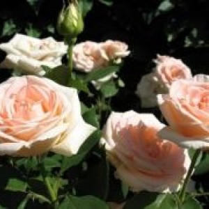 Роза Осиана(чайно-гибридная)