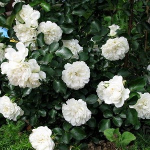 Саженец плетистой розы Блан Мейдиланд (Blanc Meidiland)