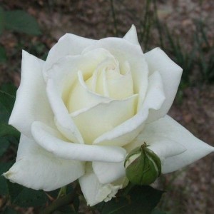 Роза Полярная Звезда-2(чайно-гибридная)