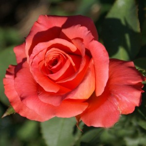 Роза Спутник(чайно-гибридная)