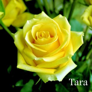 Роза Тара(чайно-гибридная)