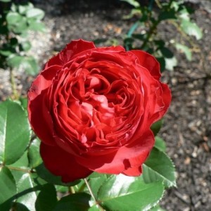 Роза Травиата(чайно-гибридная)