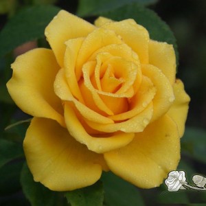 Роза Yellow Sun(чайно-гибридная)