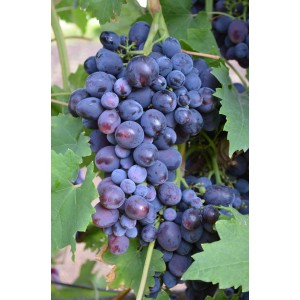 Саженец винограда Кардинал Россо (Ранний/Фиолетовый)