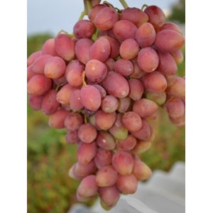 Саженец винограда Ксения-Анжелика (Ранний/Розовый)