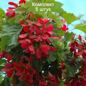 Комплект 5шт / Клён Татарский (20-40 см)