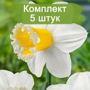 Комплект 5шт / Нарцисс Шуга Диппед (белый) (Предзаказ)