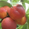 Комплект 5шт / Нектарин Мареми: фото и описание