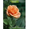 Саженцы спрей розы Клементина (Clementine) -  5 шт.