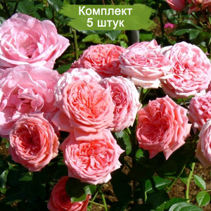 Саженцы розы флорибунды Кимоно (Kimono) -  5 шт.