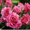 Саженцы спрей розы Пинк флеш (Pink Flash) -  5 шт.