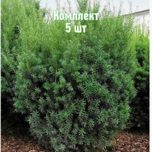 Комплект 5шт / Тис средний Грин Монтейн (40-60 см)