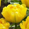 Комплект 5шт / Тюльпан Дансинг Куин: фото и описание