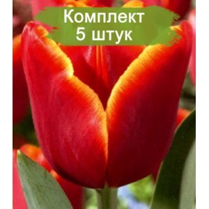 Луковицы тюльпана Лаура Фиджи (Laura Fygi) -  5 шт.