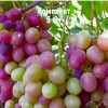 Комплект 5шт / Виноград Карамол: фото и описание
