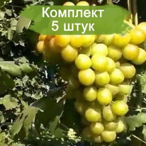 Комплект 5шт / Виноград Колобок (Ранний/Белый) (Предзаказ)