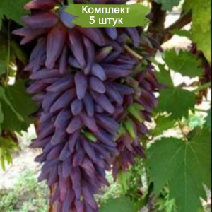 Саженцы винограда Ведьмины Пальцы - Кишмиш (Средний/Фиолетовый) -  5 шт.