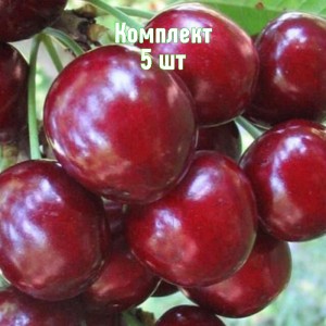 Комплект 5шт / Вишня Радонеж
