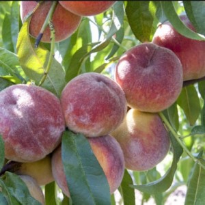 Персик Память Симиренко