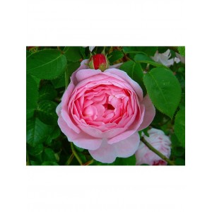 Роза Констанс (английская)