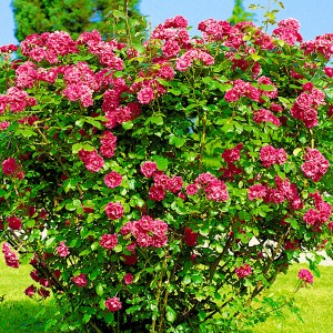 Роза Морщинистая (Ругоза)