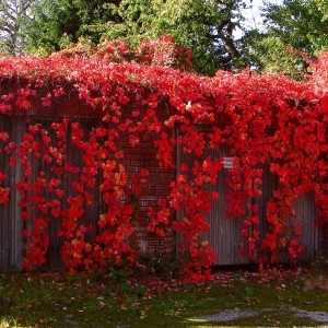 Девичий виноград Красная стена