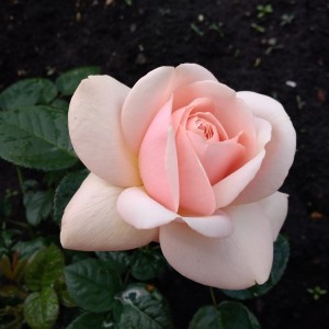 Роза Афродита(чайно-гибридная)