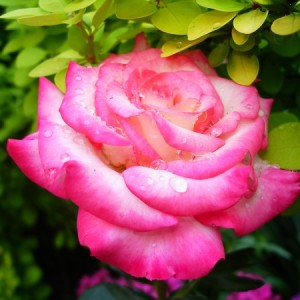 Роза Арифа (флорибунда)