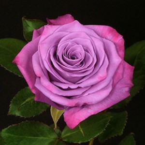 Роза МодиБлюз(чайно-гибридная)