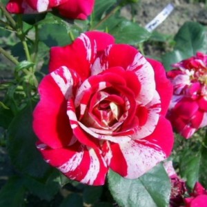Роза Твист (плетистая)