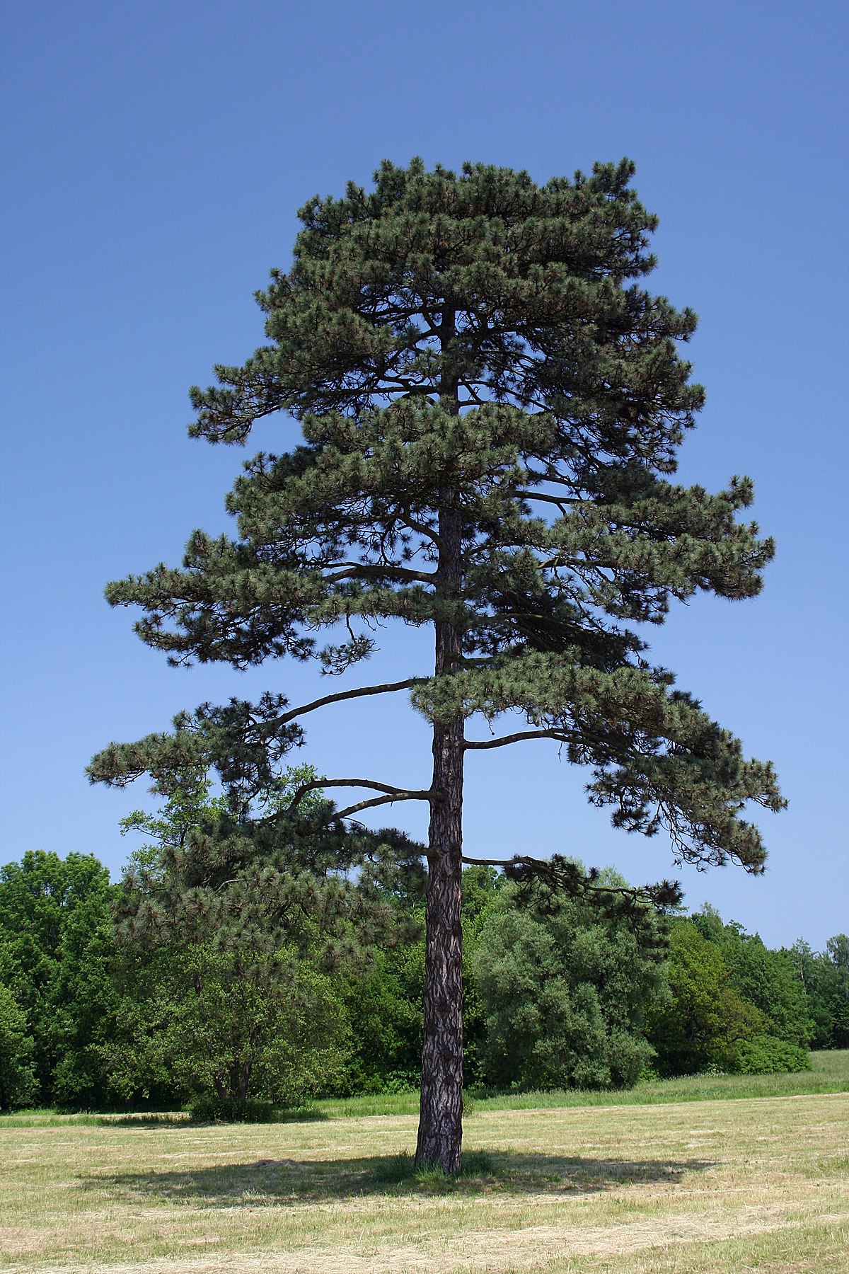 Pinus nigra